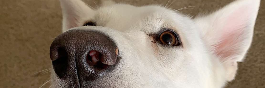 DanasAlexandria's profile banner image
