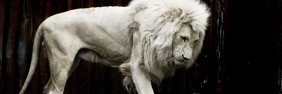 CurtWasylow's profile banner image