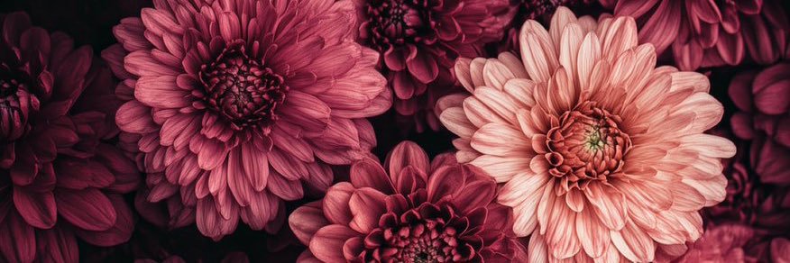 ivettenai's profile banner image