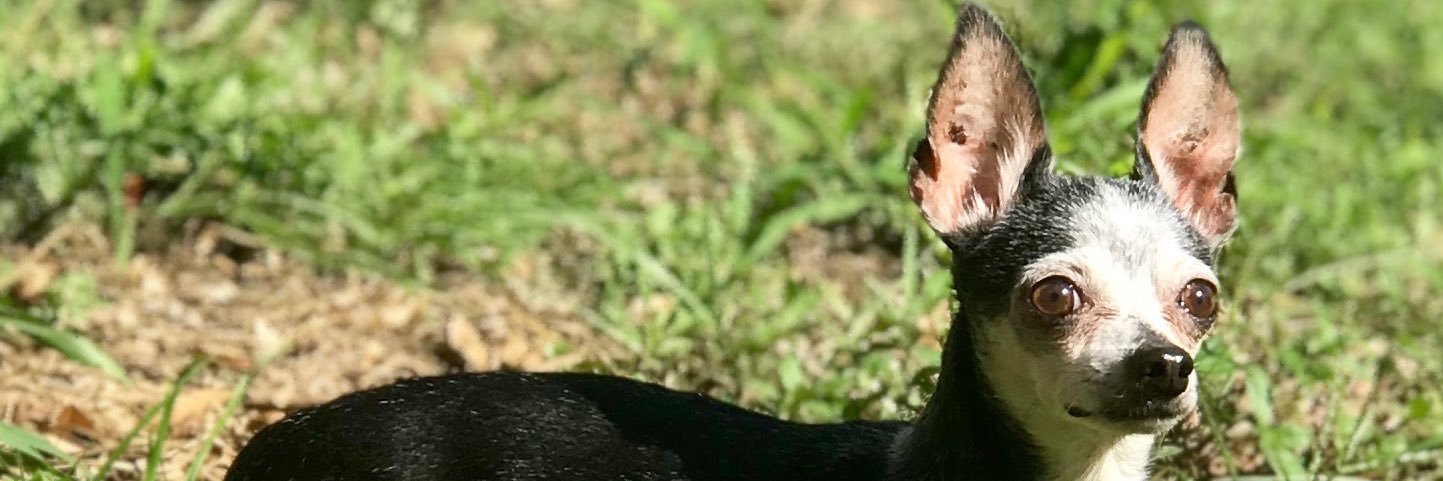 mariemoonpie's profile banner image