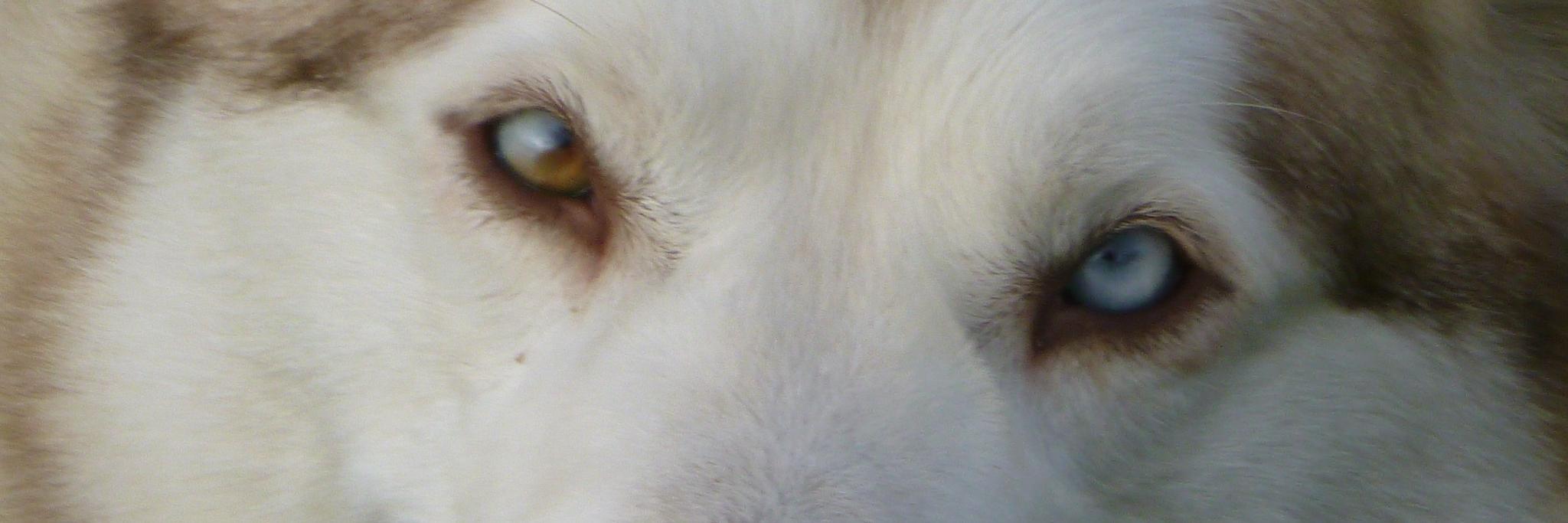 Paul M.A.Thompson banner