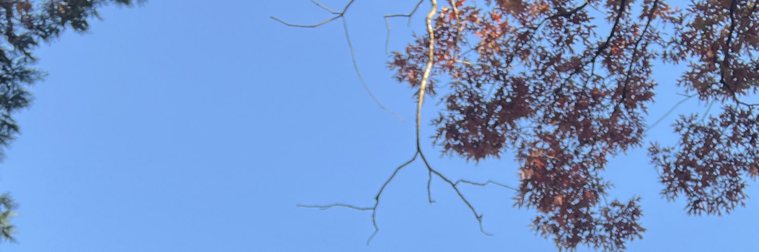 tchochkelover's profile banner image