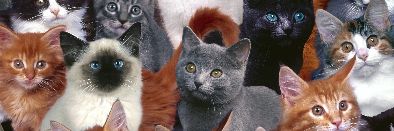 JULES_BOURNE 🌻 banner