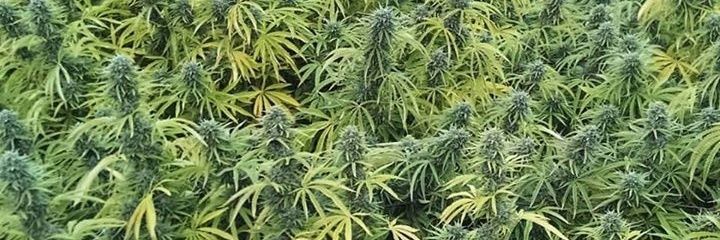 Cannacrombie's profile banner image