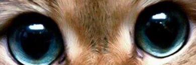 candy_the_cat12's profile banner image