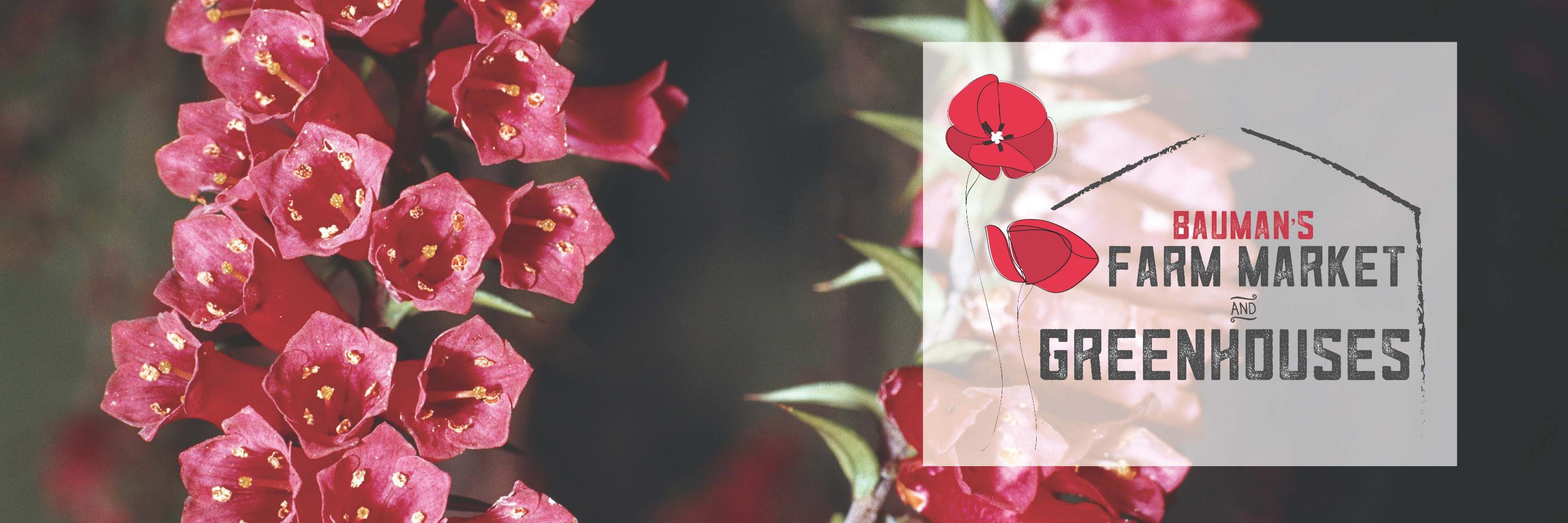 BaumansFarm's profile banner image