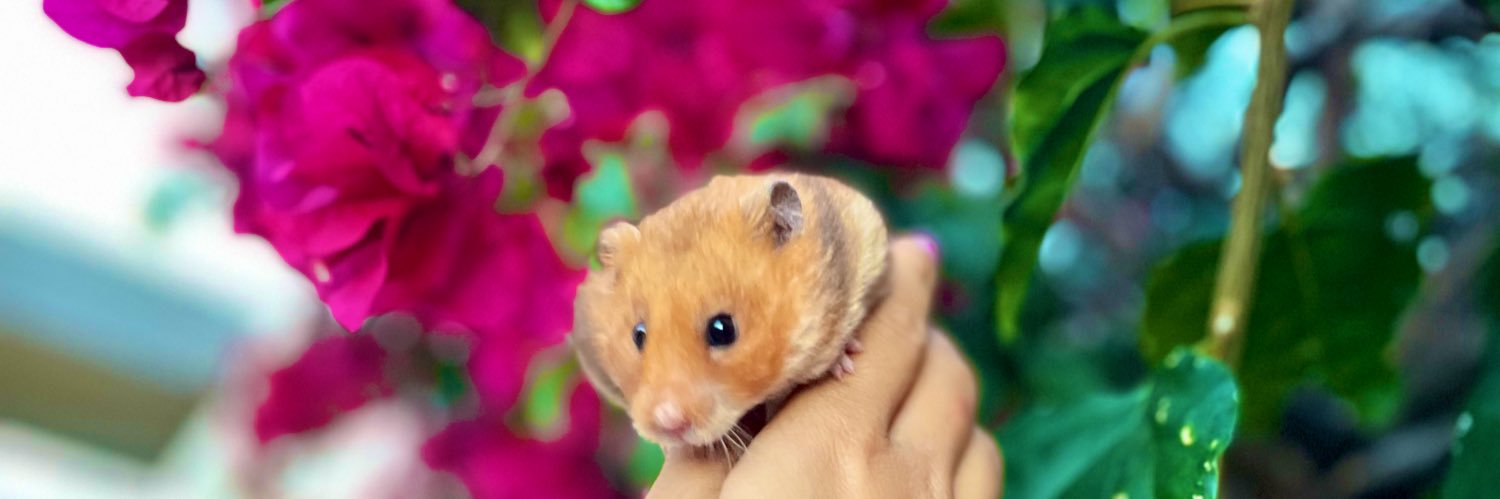 thatchickmaris's profile banner image