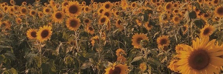 🌻 banner