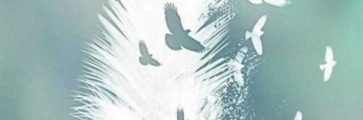 monya_steenberg's profile banner image