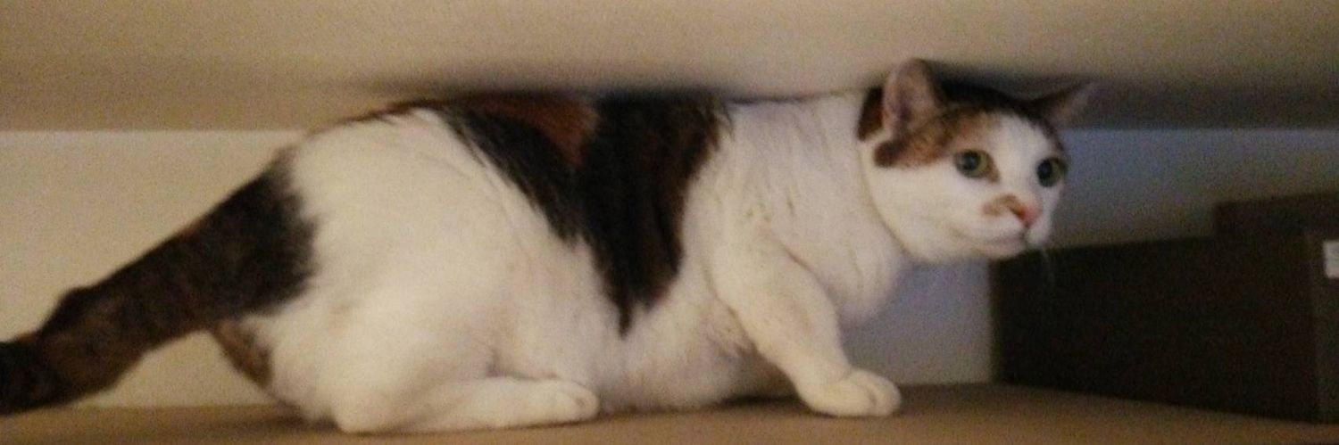 goookitty's profile banner image