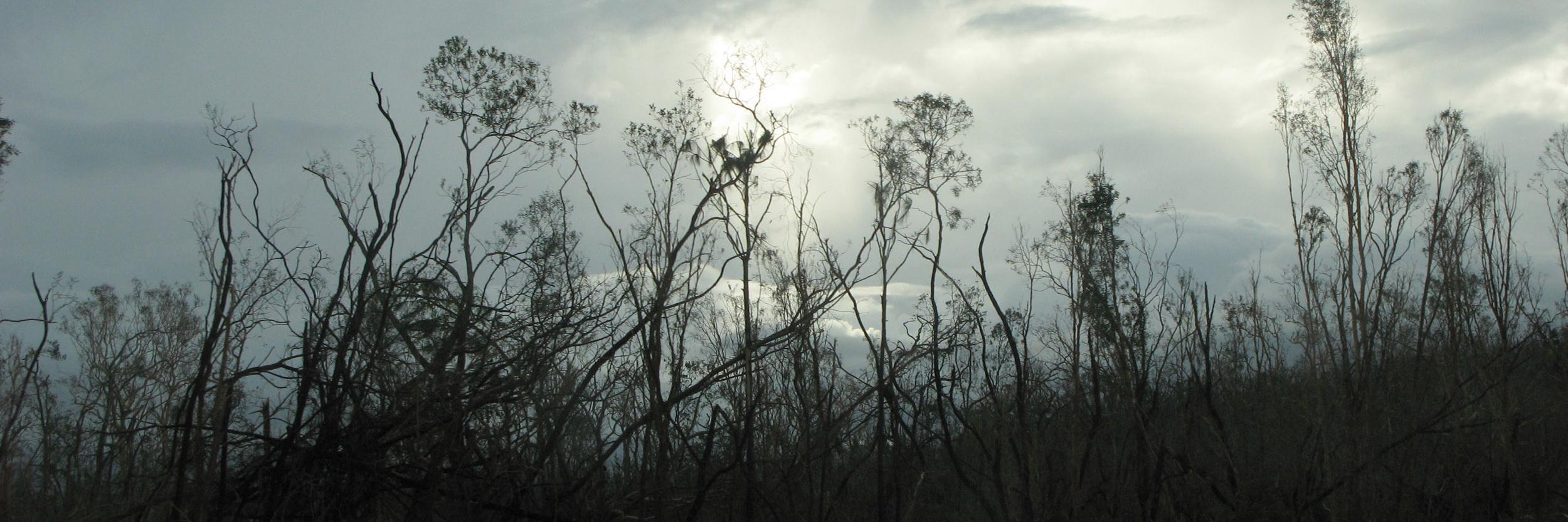 Dystopian YA Novel banner