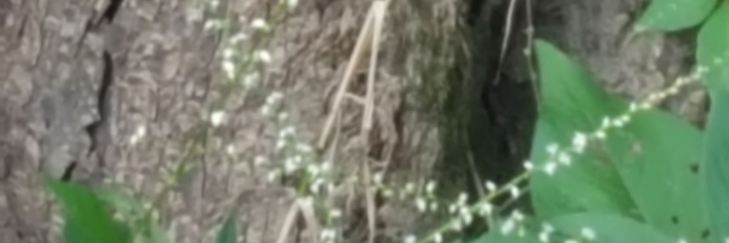 JenTswimmer's profile banner image