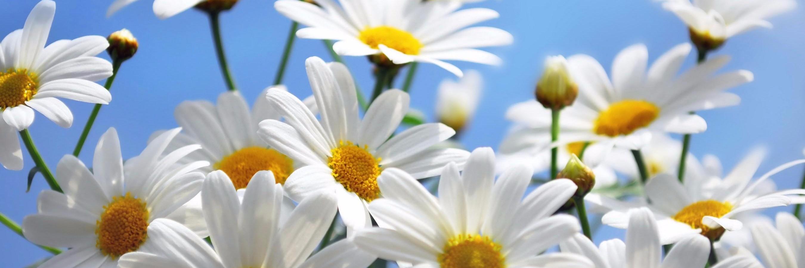 Daisy1197's profile banner image