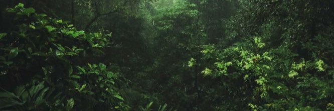 𝘿𝙧. 𝙃𝙖𝙣𝙠 𝙎𝙩𝙤𝙣𝙚. banner