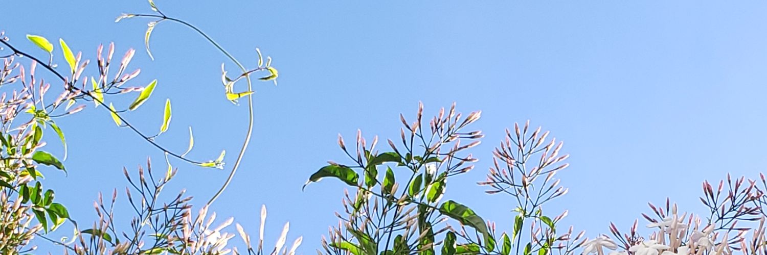 saramber's profile banner image