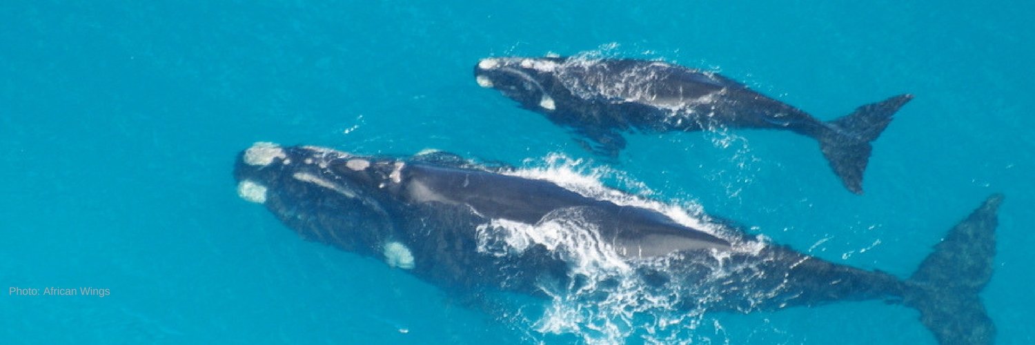 MarineWildSA's profile banner image