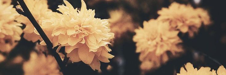 jackiemerilo's profile banner image