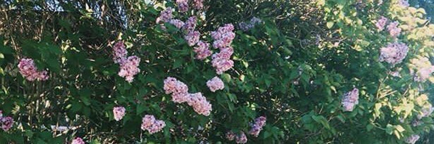 boss_thalia's profile banner image