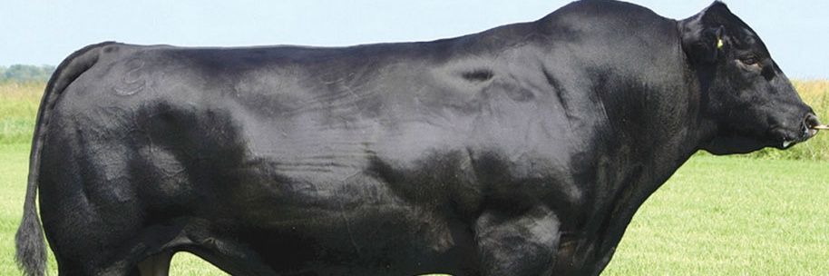 Paleto1996's profile banner image