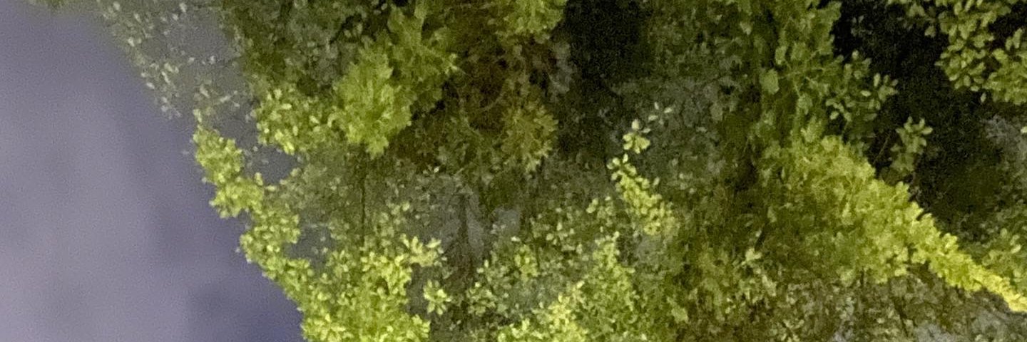 666irene66's profile banner image