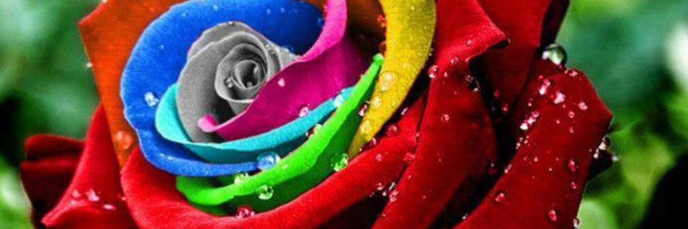 StarBluRose's profile banner image