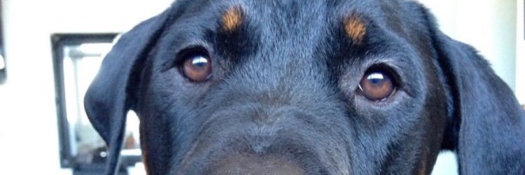 sachywillara's profile banner image