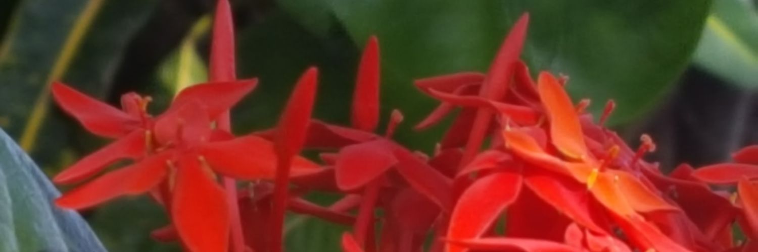 schoolteacher99's profile banner image