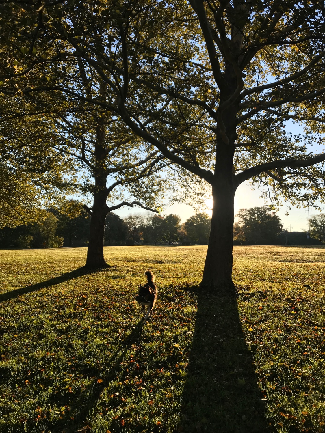 Meredith Applin banner