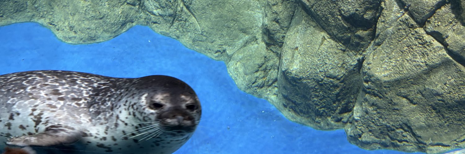 seal_175's profile banner image