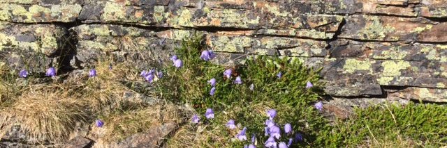 Johan Sittenfeld 🇮🇱🇺🇦 banner