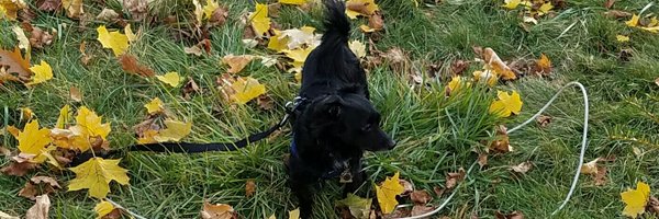 KCBlackHeart Profile Banner