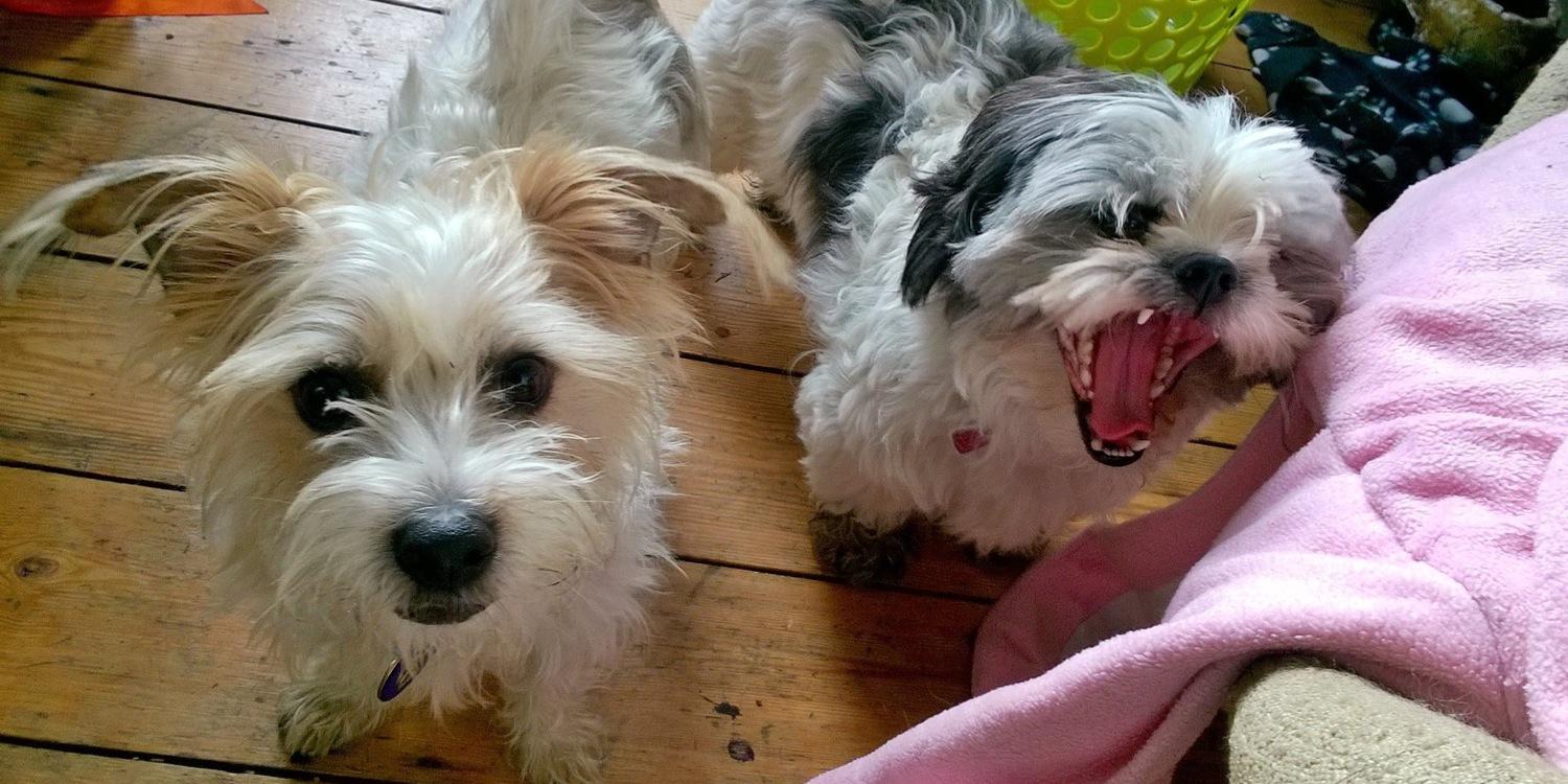 WoofterWalks's profile banner image