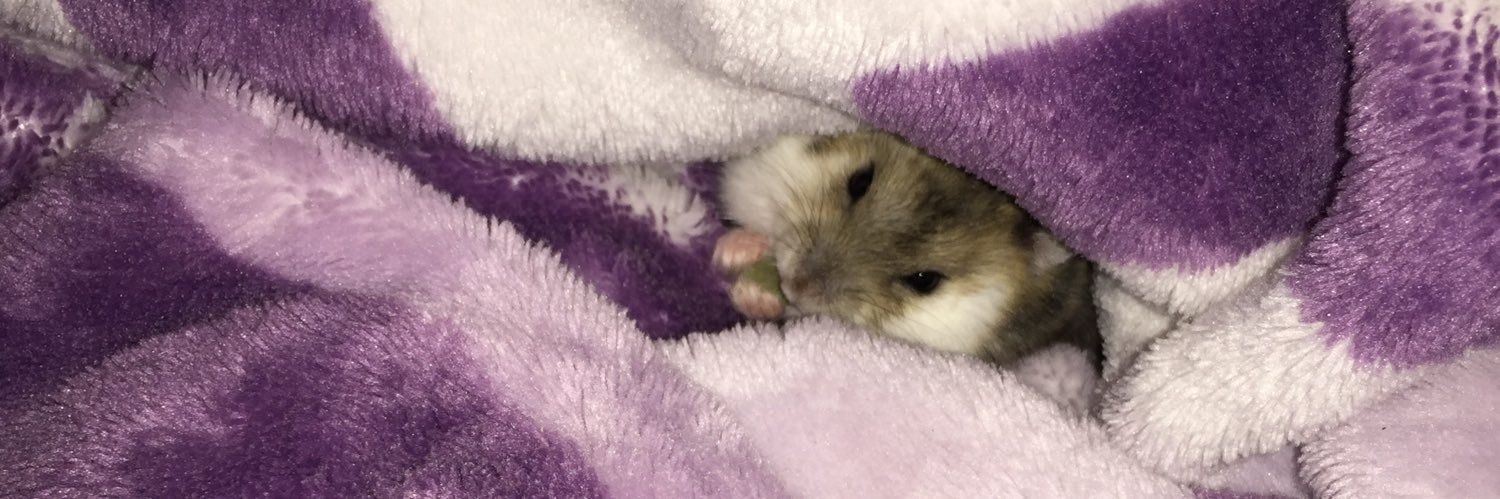 EmiliaAit's profile banner image