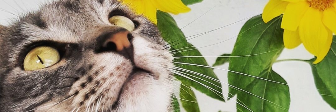 julyennevittal's profile banner image