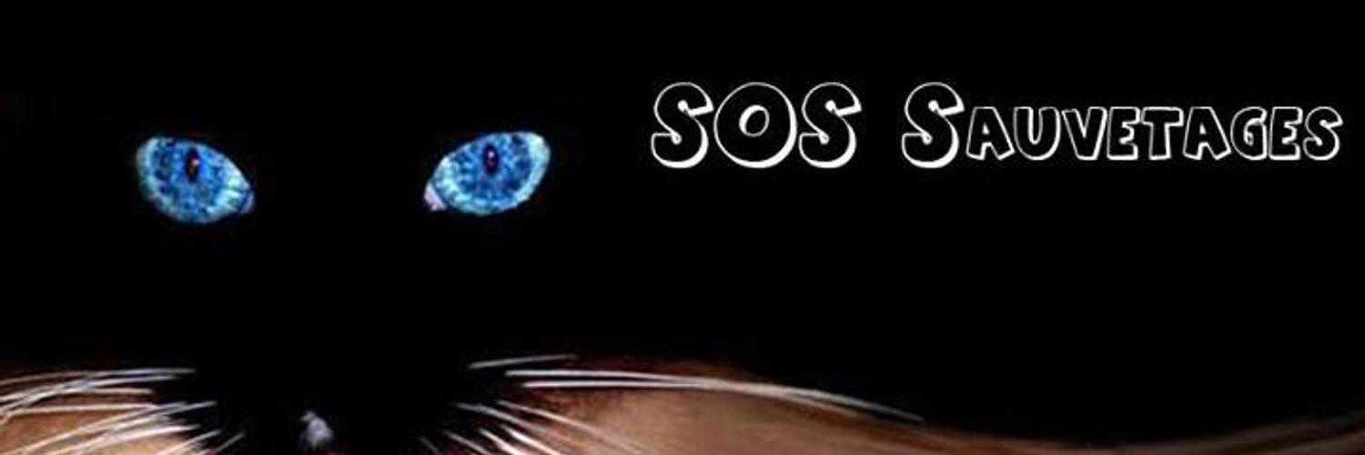 dalilamm49's profile banner image
