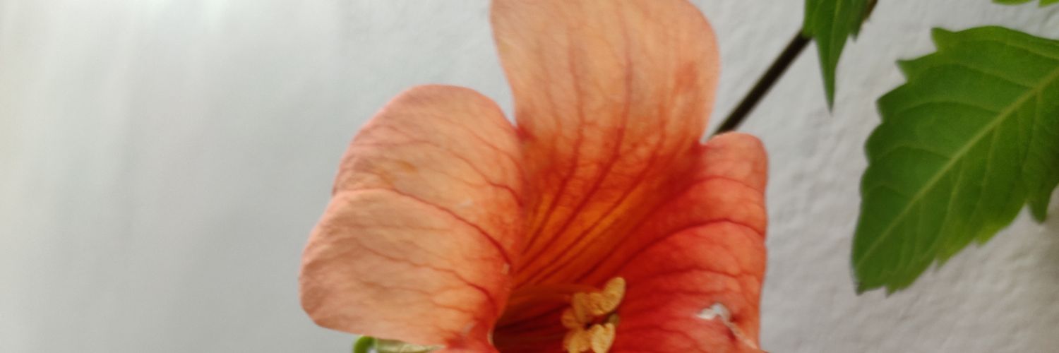 Sjharia5's profile banner image