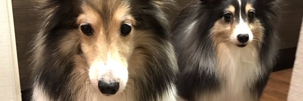 ymymdogs Profile Banner