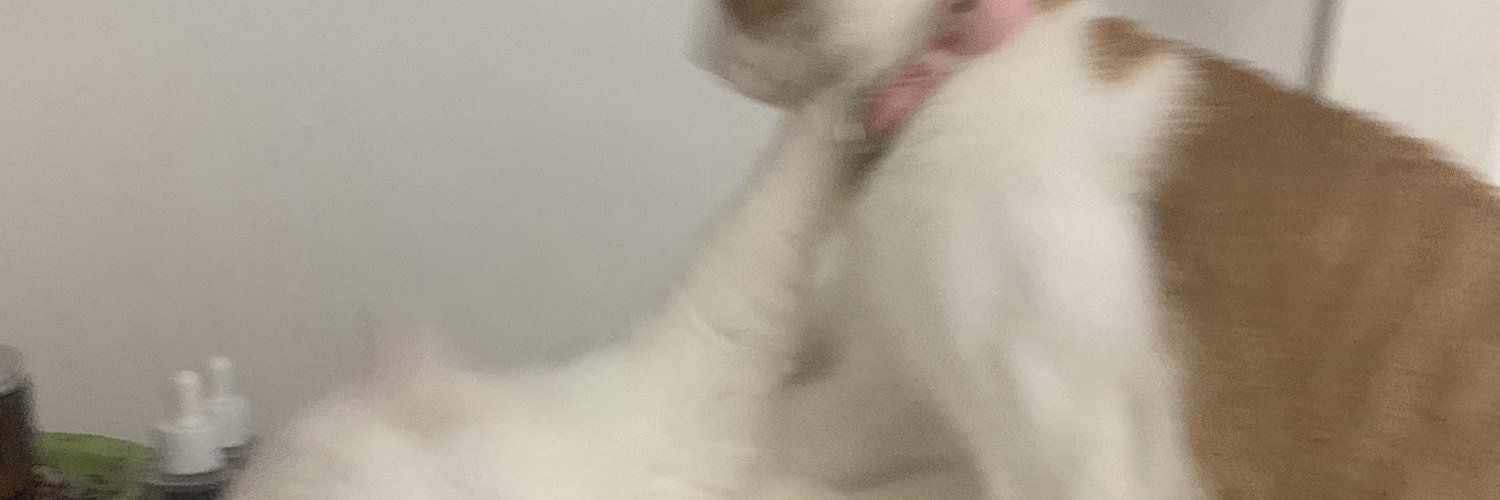 christynrois's profile banner image