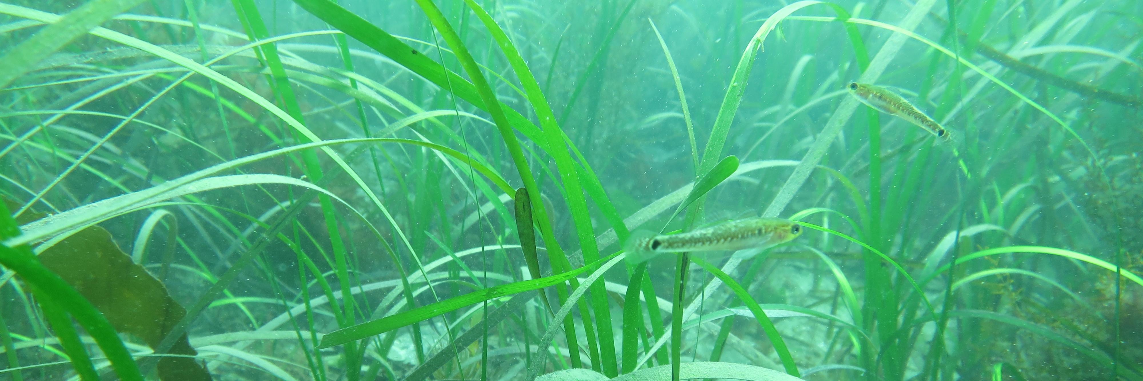 CSI South West UK banner