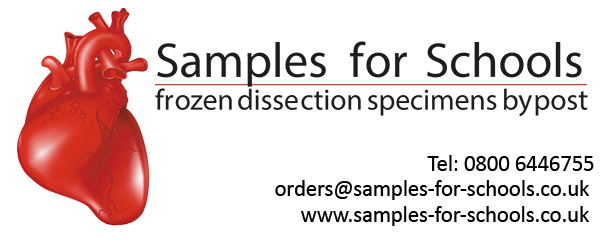 samples for schools banner