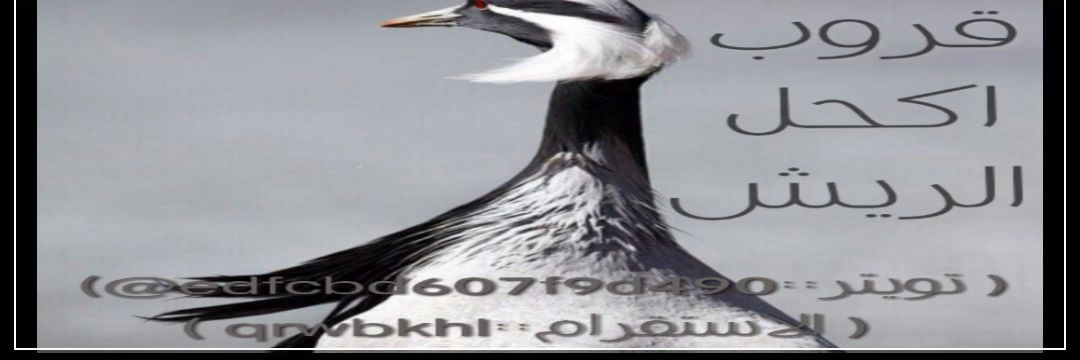 edfcbd607f9d490's profile banner image
