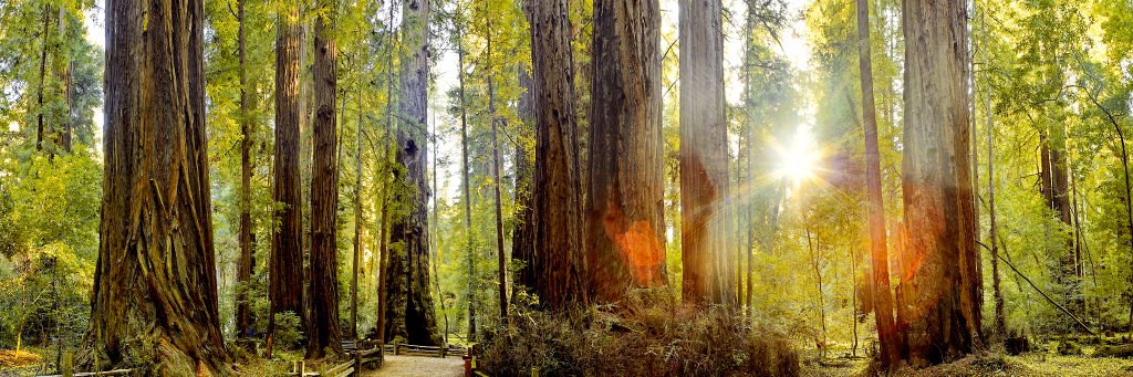 redwoodlearning's profile banner image