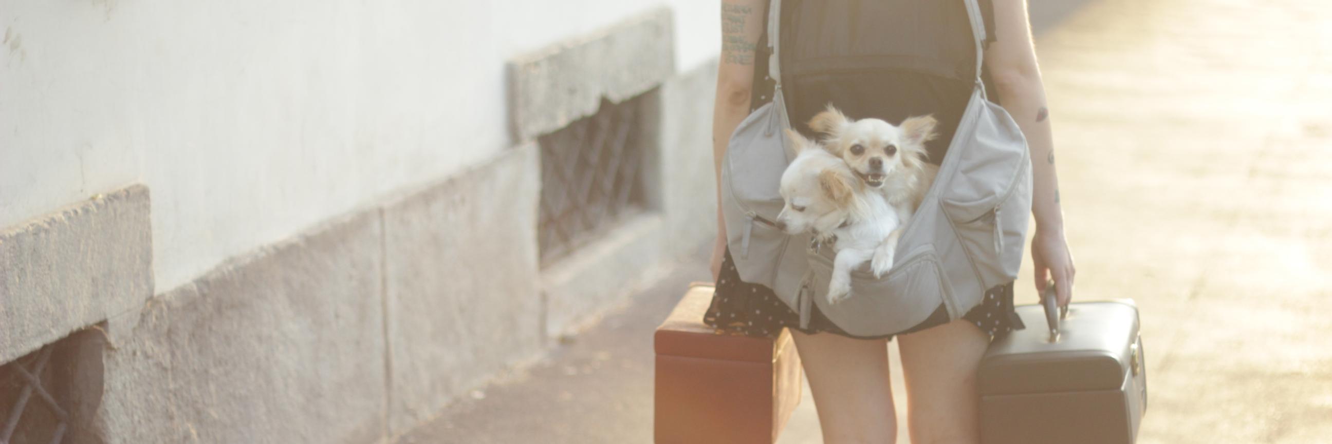 Travel_Chihuas's profile banner image