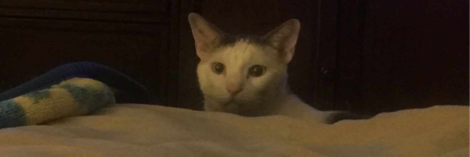 LisaMazumder's profile banner image