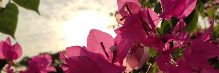 VaneeAlarcon's profile banner image