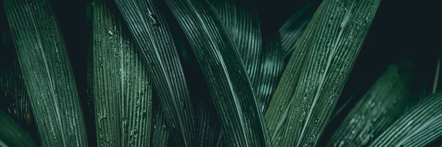 ayewolf999's profile banner image