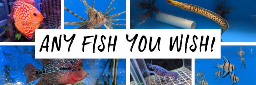 GerbersTropFish's profile banner image