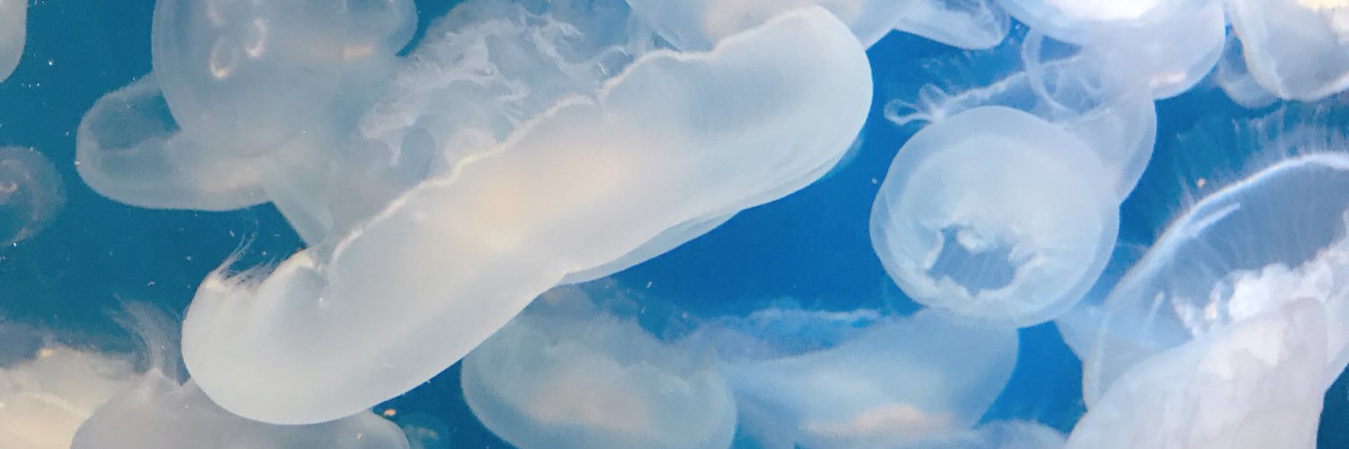 yumetan___'s profile banner image