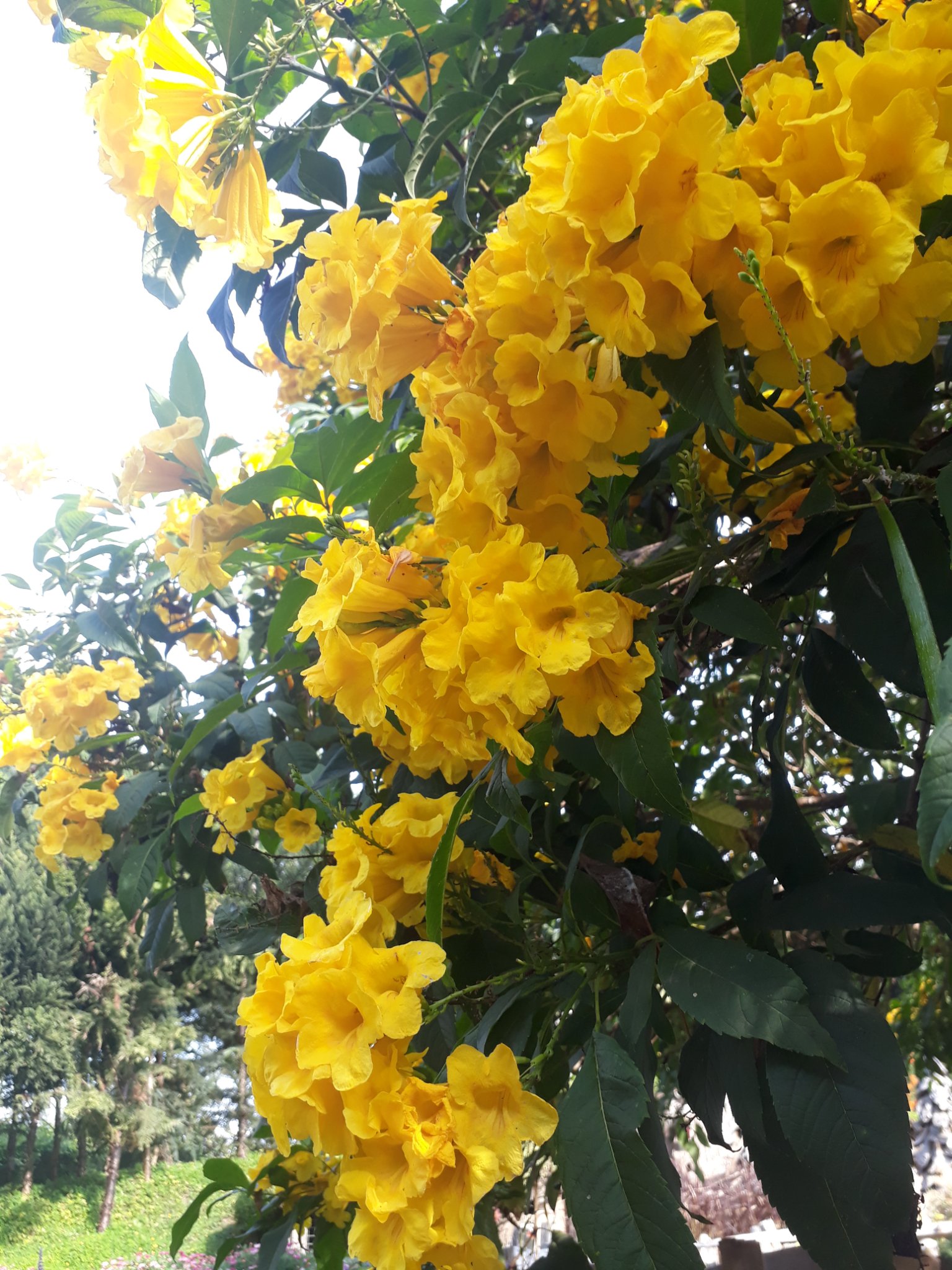 ayumedikaa's profile banner image