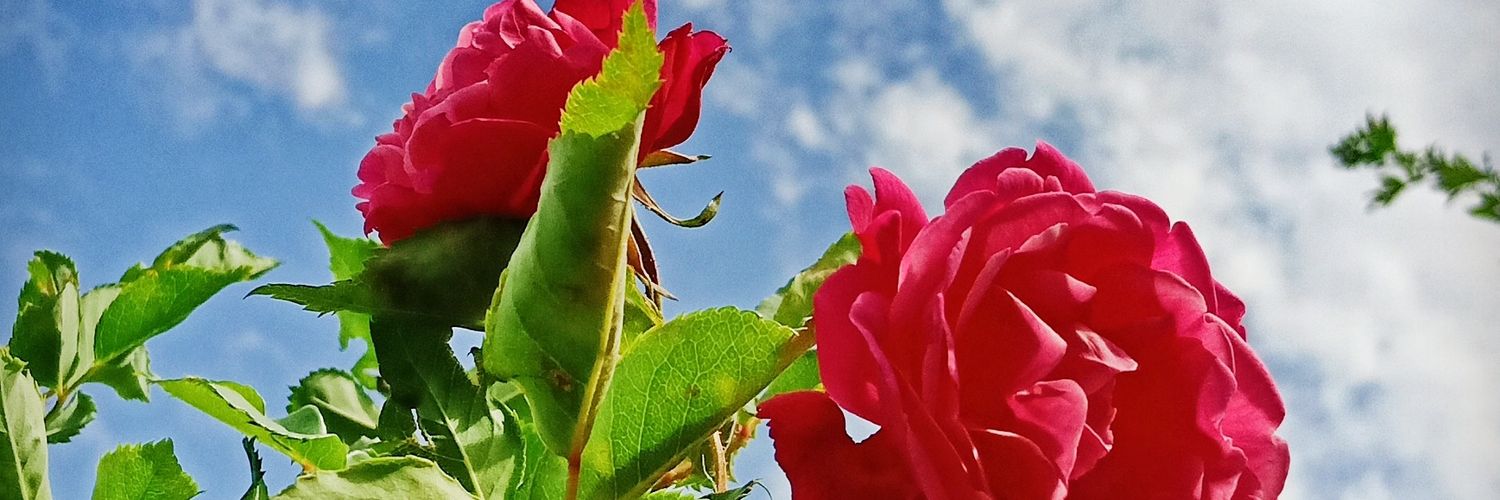dhirj12's profile banner image